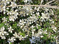 Flowers 18 River Walk